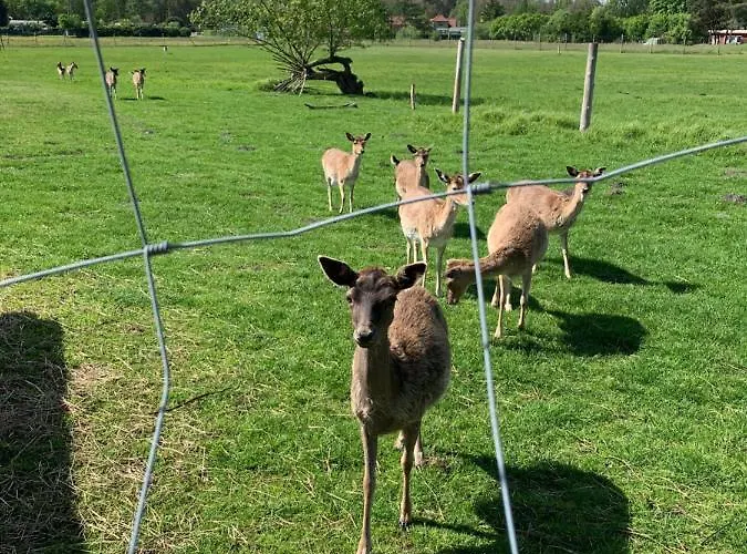 Zum Schloss Lägenhet Halbe
